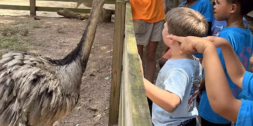 Animals Around the World Camp