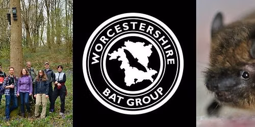 Bat Box Checks - Wyre Forest