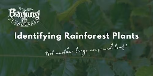 Identifying Rainforest Plants of the Blackall Range: Not another large compound leaf!