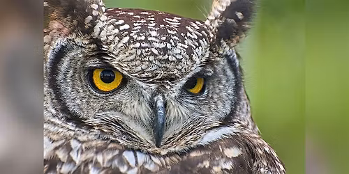 Owl Medicine: An Evening of Shamanic Breathwork