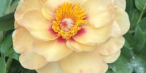 Peony Harvesting Class