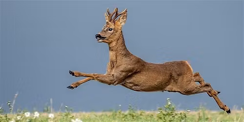 Deer Management Best Practice Day Swinton Estate