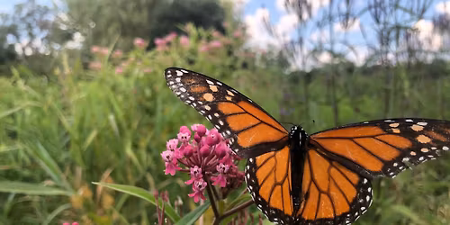 18th Annual Minneapolis Monarch Festival ~ Festival de la Monarca