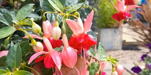 OPEN GARDENS & CHRIS TEAL EXHIBITION 