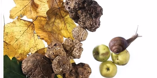 Trifule in Fieste! XII fiera del tartufo bianco pregiato a Muzzana del Turgnano 