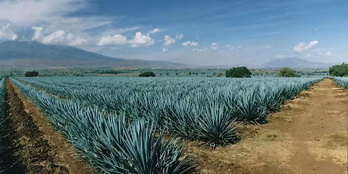 Cinco de Mayo with Special Guest Katharine Frazier @ Esquin Wine & Spirits