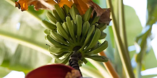 1-13-2026  Bananas and Other Backyard Fruit