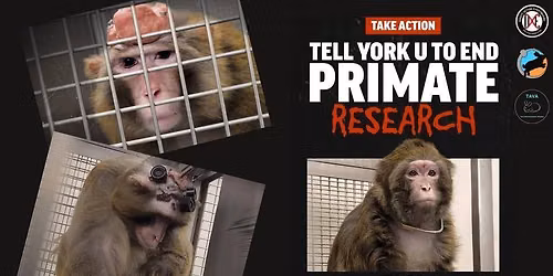 Protest to Stop York U Primate Research