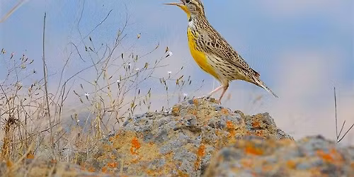 Birding at Coyote Valley Open Space Preserve!