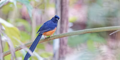 Pesta Ubin: Birdwatching at Pulau Ubin