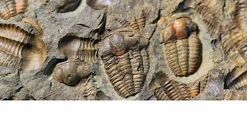 Fossil Finds, Children's Program, $4 per child upon arrival