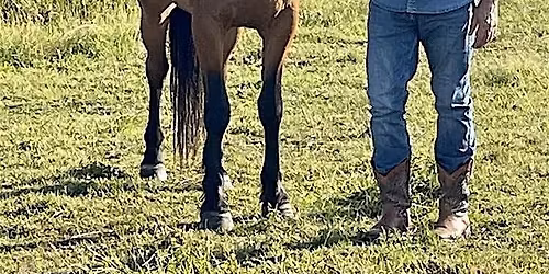 Mindfulness with Horses