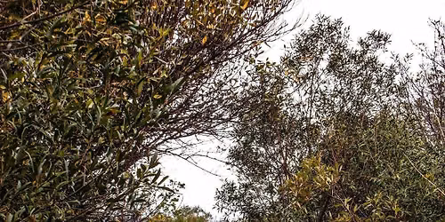 Tree Identification Walk