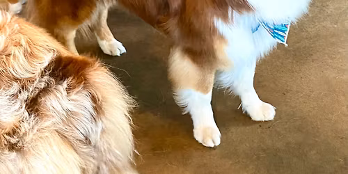 Brunch Berger Australien \/ Border Collie - 25 Avril 2026