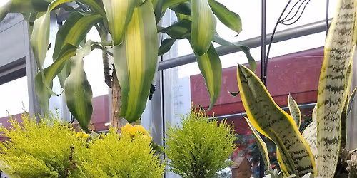 More with Tropicals and Houseplants