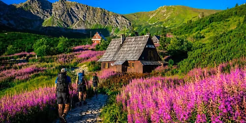 R\u00f3\u017cowe Tatry: gdy zakwitnie wierzb\u00f3wka + Giewont i Ko\u015bcielec
