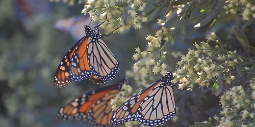 Doug Tallamy: Nature's Best Hope