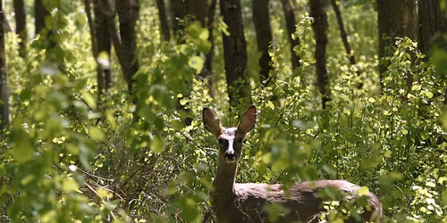 Twilight Forest Walk 