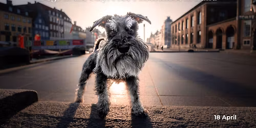 Dogs in the City - Lund photoshoot