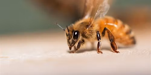 Honeybee Reproduction: Queens & Drones - INTERMEDIATE Beekeeping Lecture