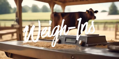 County Fair Livestock Sale Official Weigh Ins