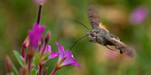 Moth Discovery Mornings at Potteric Carr