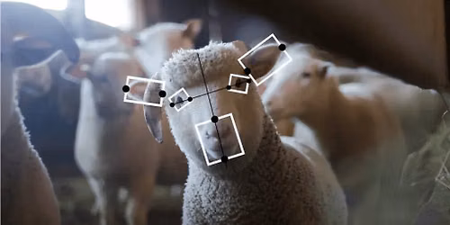 Mapping the future of Animals in the age of transformative AI