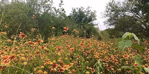 Fall Plant Walk