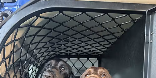 WA Field Spaniel Catch Up!