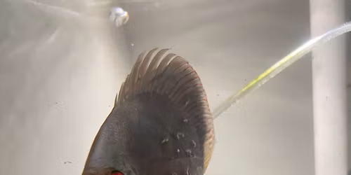 CAFE 2026 Winter Swap