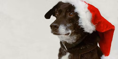 Hundeweihnachtsmarkt Bad Sassendorf