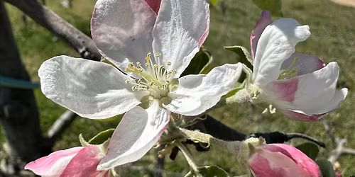 Grafting Apple Trees - Randolph County Ag Center
