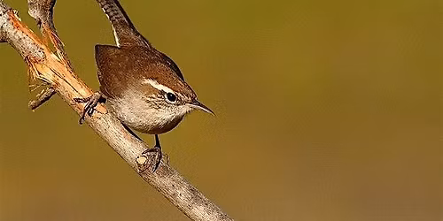 Fall Birding By Ear with Libby Mills