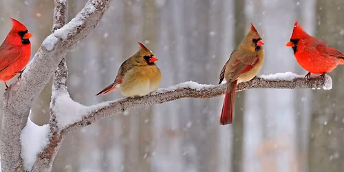 Pembroke Christmas Bird Count