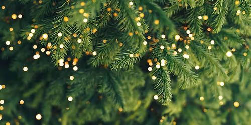 Workshop in Wien: Christbaum-Workshop