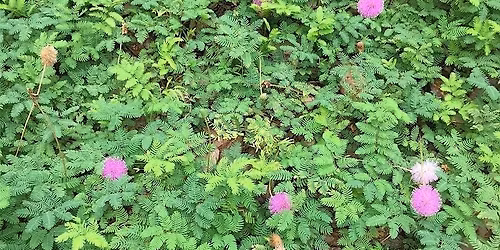 Lunch & Learn: Growing Great Groundcovers