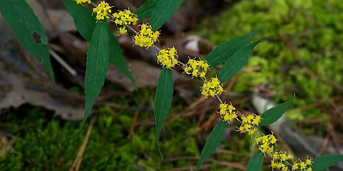 Forsyth Planting Event - Part 2