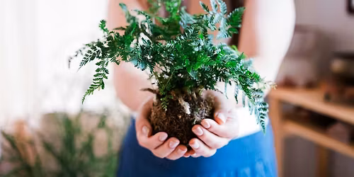 Discover the Art of Kokedama: Japanese 'Moss Ball' Workshop