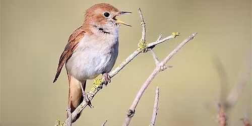 The cuckoo and the nightingale