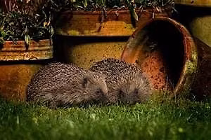 Helping Hand for Hedgehogs Family Fun - PP