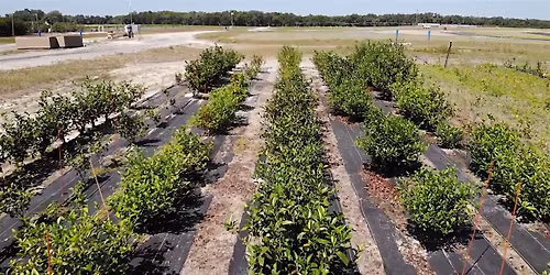 12-17-2025  Tea - Sip, Learn, Cultivate