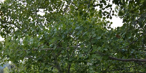 Messages Live at Blakbar