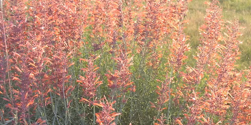 Punk Rock Water-wise Plants
