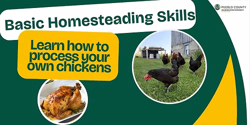 Homesteading Chicken Processing