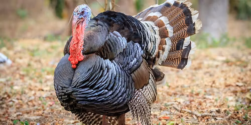 Celebrate the Season (11\/18)