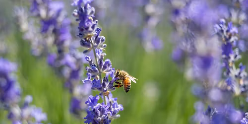 Sharing the Flowers: How Garden Design Affects Bees and Their Behavior
