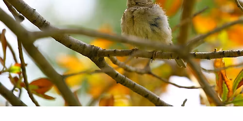 Fall Migrating Bird Hike - Adult program, $4 cash per person upon arrival