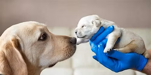 Freedom Foundations: The Puppy Development Workshop!