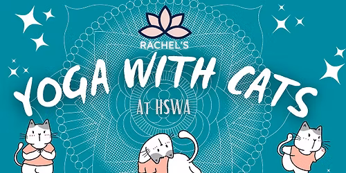 Yoga With Cats