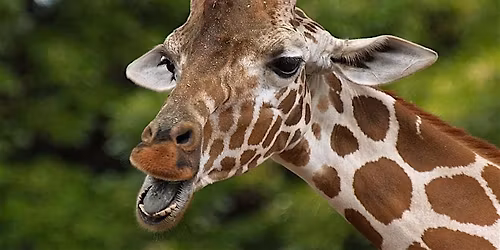 Fredericksburg Giraffe Experience and Safari Wine Tour